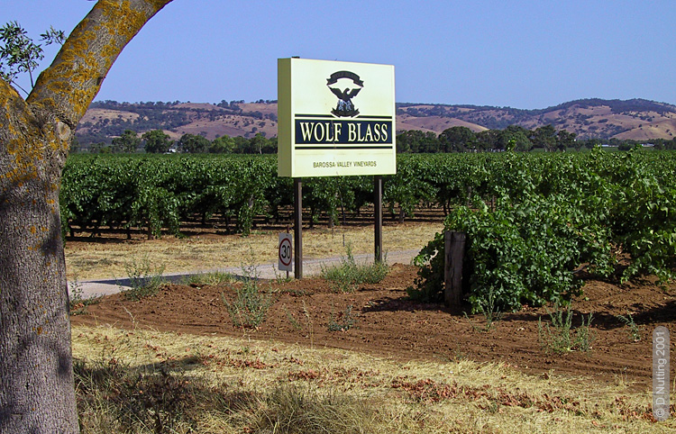 Photo (copyright D Nutting): vineyard