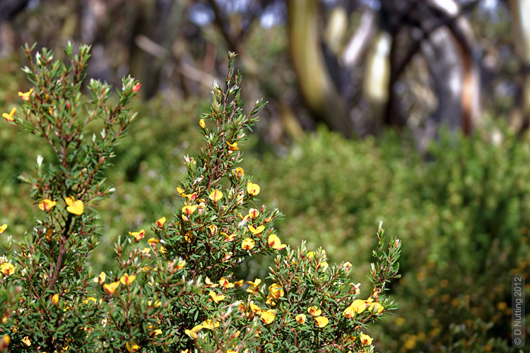 (Foto &copy; D. Nutting) Pflanze